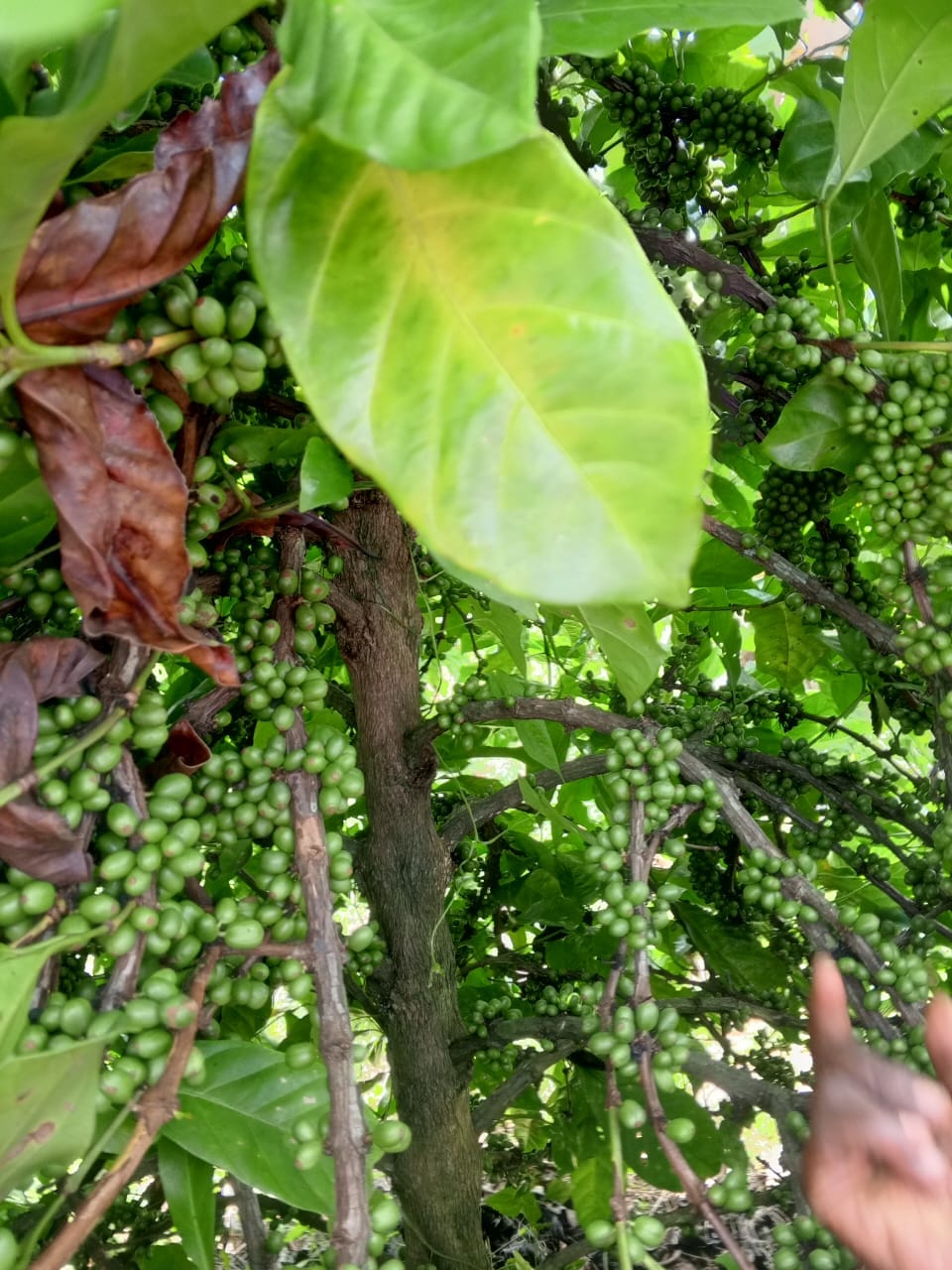 Fair Trade System