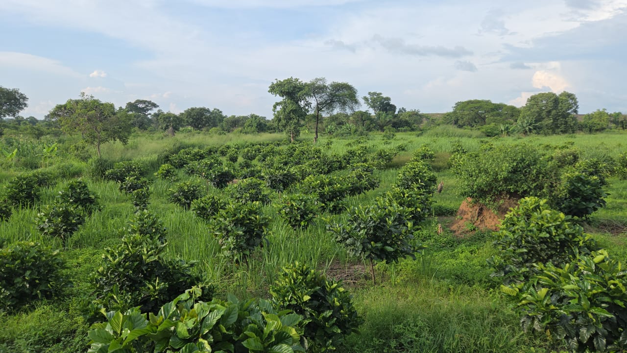 Sustainable Farming
